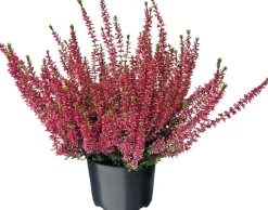 Besenheide (Calluna vulgaris 'Garden Girls') D 12 H 20 cm