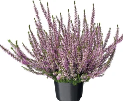 Besenheide (Calluna vulgaris 'Garden Girls') D 12 H 20 cm