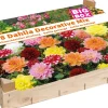 Big Box Schmuckdahlien Mischung Blumenzwiebeln 8 St.
