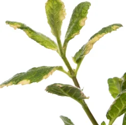 Bio Ananas-Minze (Mentha suaveolens 'Ananas') D 13 H 20 cm