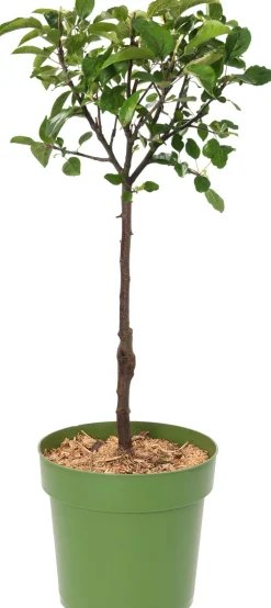 Bio Apfelbaum (Malus domestica 'Zwergapfel') D 23 H 80 cm