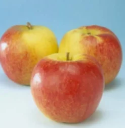 Bio Apfelbaum (Malus domestica 'Jonagold') D 26 H 150 cm