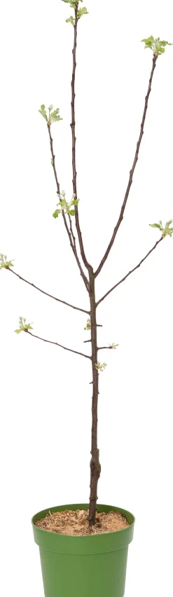 Bio Apfelbaum (Malus x domestica 'James Grieve') D 26 H 150 cm