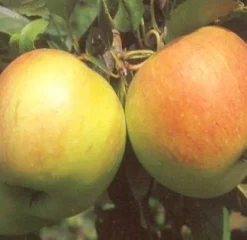 Bio Apfelbaum (Malus x domestica 'James Grieve') D 26 H 150 cm