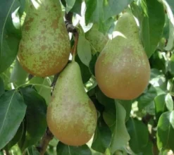 Bio Birnbaum (Pyrus communis 'Conference') D 26 H 150 cm