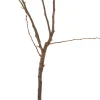 Bio Birnbaum (Pyrus communis 'Williams') D 23 H 80 cm