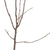 Bio Birnbaum (Pyrus communis 'Bonne Louise d'Avranches') D 26 H 150 cm