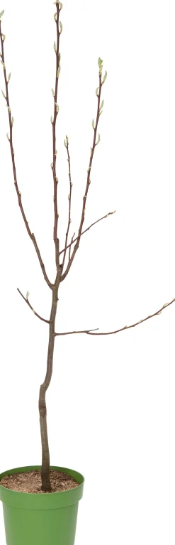 Bio Birnbaum (Pyrus communis 'Bonne Louise d'Avranches') D 26 H 150 cm