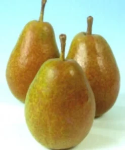 Bio Birnbaum (Pyrus communis 'Bonne Louise d'Avranches') D 26 H 150 cm