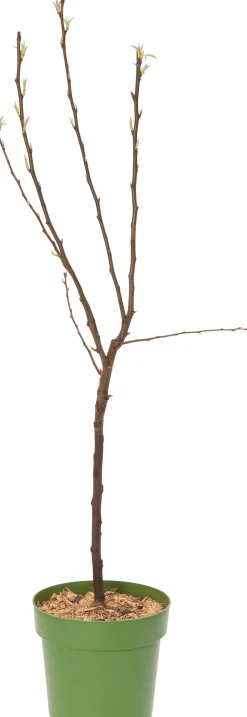 Bio Birnbaum (Pyrus communis 'Bonne Louise d'Avranches') D 23 H 80 cm