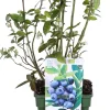 Bio Blaubeere (Vaccinium corymbosum 'Reka') D 23 H 100 cm