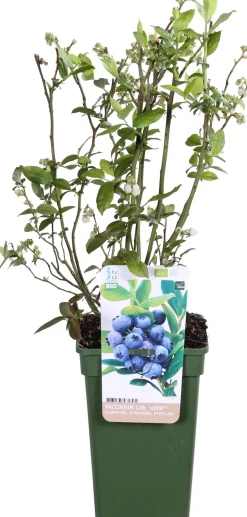 Bio Blaubeere (Vaccinium corymbosum 'Reka') D 23 H 100 cm