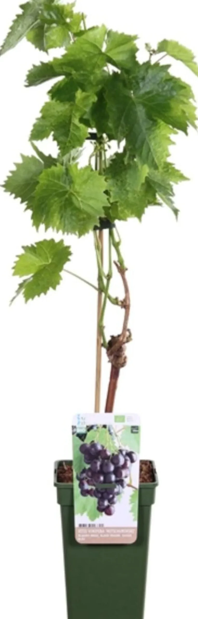 Bio Blaue Traube (Vitis vinifera 'Mitschurinski') D 19 H 55 cm