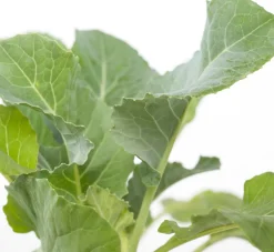 Bio Blumenkohl (Brassica oleracea Botrytis) D 9 H 5 cm