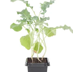Bio Brokkoli (Brassica oleracea Italica) D 9 H 5 cm
