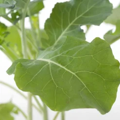 Bio Brokkoli (Brassica oleracea Italica) D 9 H 5 cm