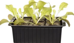 Bio Eichblattsalat (Lactuca sativa var. Foliosa) D 9 H 5 cm