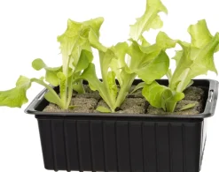 Bio Eichblattsalat (Lactuca sativa var. Acephala) D 9 H 5 cm