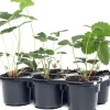 Bio Erdbeerpflanzen (Fragaria 'Honeyo') D 9 H 12 cm