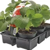 Bio Erdbeerpflanzen (Fragaria) D 9 H 10 cm 6 St.