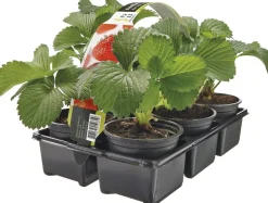 Bio Erdbeerpflanzen (Fragaria) D 9 H 10 cm 6 St.
