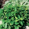 Bio Ingwer-Minze (Mentha Gracilis 'Ginger')