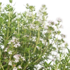 Bio Küchen-Thymian (Thymus Vulgaris 'Compactus')