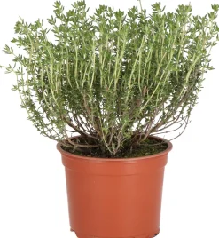 Bio Küchen-Thymian (Thymus vulgaris) D 12 H 15 cm