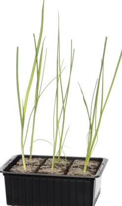 Bio Lauch (Allium porrum) D 9 H 5 cm