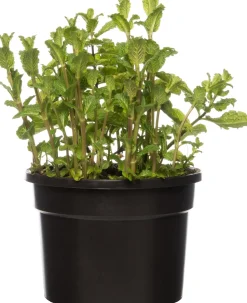 Bio Minze (Mentha spicata 'Maroccan') D 13 H 15 cm