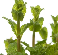 Bio Minze (Mentha spicata 'Maroccan') D 13 H 15 cm