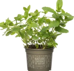 Bio Minze (Mentha spicata 'Maroccan') D 12 H 15 cm