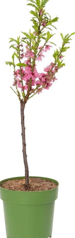Bio Nektarine (Prunus persica var. nucipersica) D 23 H 80 cm