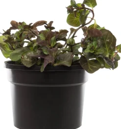 Bio Orangen-Minze (Mentha piperata 'Orange') D 13 H 10 cm