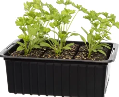 Bio Petersilie (Petroselinum crispum) D 9 H 5 cm