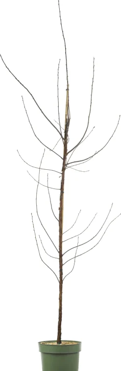 Bio Pflaume (Prunus domestica 'Opal') D 26 H 150 cm
