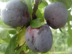 Bio Pflaume (Prunus domestica 'Opal') D 26 H 150 cm