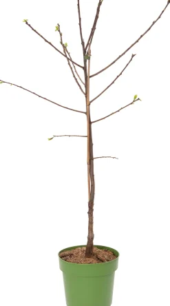 Bio Pflaume (Prunus domestica 'Opal') D 23 H 80 cm