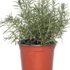 Bio Rosmarin (Rosmarinus officinalis) D 14 H 20 cm