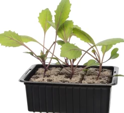 Bio Rotkohl (Brassica oleracea Capitata) D 9 H 5 cm