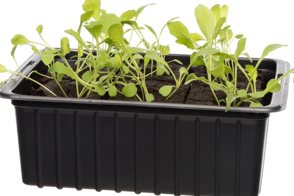 Bio Rucola (Eruca sativa) D 9 H 5 cm