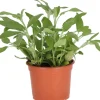 Bio Salbei (Salvia officinalis) D 12 H 15 cm