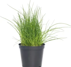 Bio Schnittlauch (Allium schoenoprasum) D 12 H 10 cm