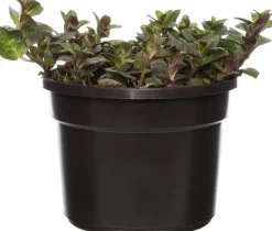 Bio Schokoladen-Minze (Mentha piperita 'Chocolate') D 13 H 10 cm