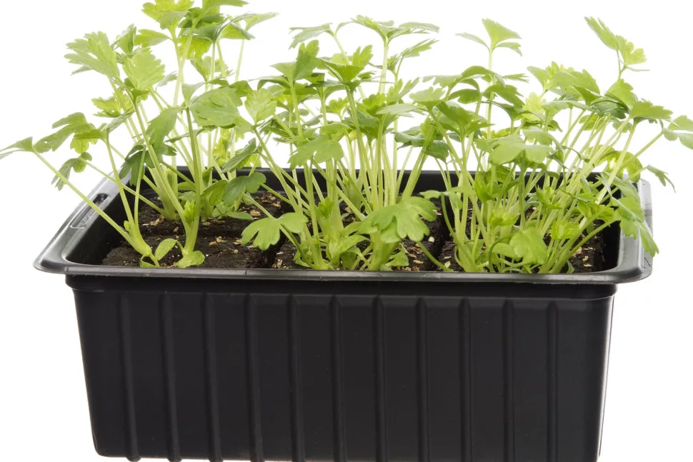 Bio Sellerie (Apium graveolens var. Secalinum) D 9 H 5 cm