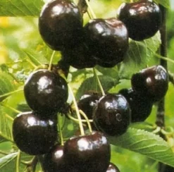 Bio Süßkirsche (Prunus avium 'Regina') D 26 H 150 cm