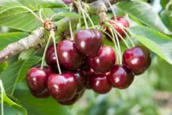 Bio Süßkirsche (Prunus avium 'Sunburst') D 26 H 150 cm