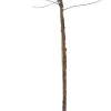 Bio Süßkirsche (Prunus avium 'Lapins') D 26 H 150 cm