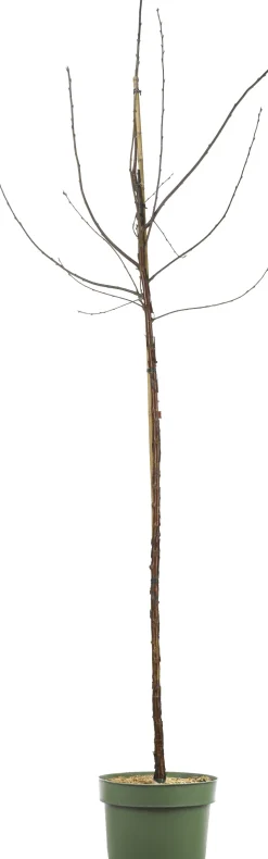Bio Süßkirsche (Prunus avium 'Lapins') D 26 H 150 cm