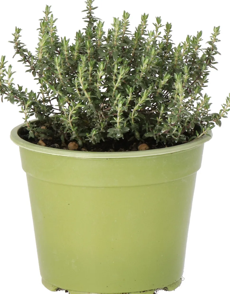 Bio Thymian (Thymus vulgares 'Faustini') D 14 H 10 cm